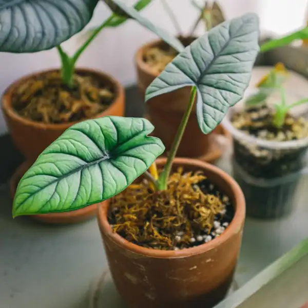 indoor-kitchen-gardening-mothersday-gift-ideas