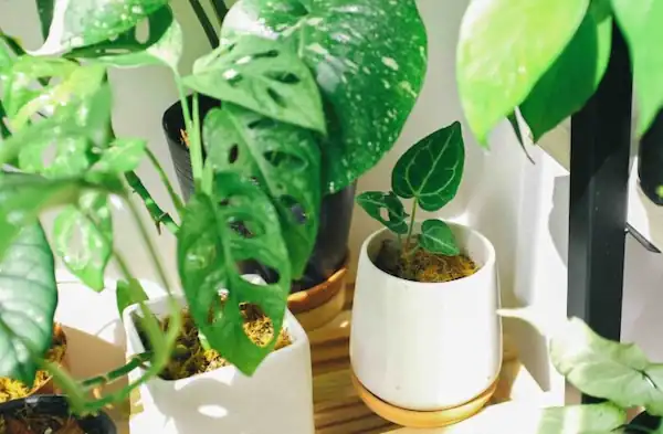 plants-gift-ideas-for-mothersday