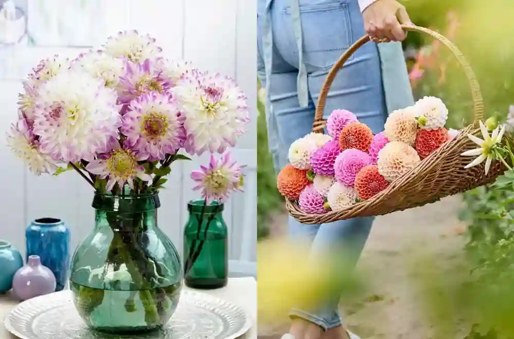 flower-bulbs-and-plants-from-dutchgrown